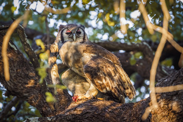 Verreaux's Eagle-Owl in Kruger National park, South Africa