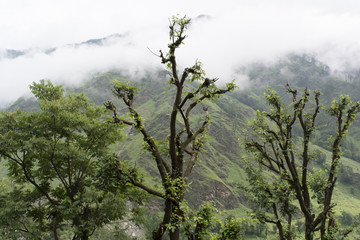 Obraz premium mountain scene at Govind Pashu Vihar National Park and Sanctuary