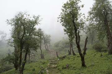 trail in mountain meadow