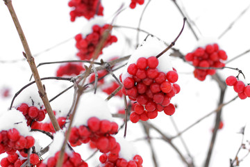 Winter Frozen Viburnum Under Snow. Viburnum In The Snow. First snow. Autumn and snow. Beautiful winter