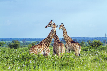 Giraffe in Kruger National park, South Africa