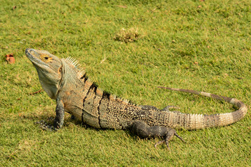 A Spiky Tailed Iguana at a resort in Costa Rica.