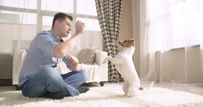 Man trains the cute dog jack russell terrier at home. 4K
