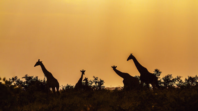 Giraffe in Kruger National park, South Africa