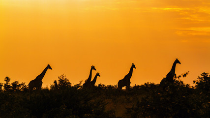 Giraffe in Kruger National park, South Africa - obrazy, fototapety, plakaty