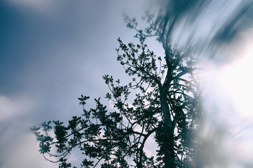 abstract and surreal autumnal dreamy image of bare branches at the forest, against sky.