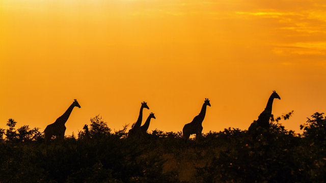 Giraffe In Kruger National Park, South Africa