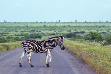 Plains zebra in Kruger National park, South Africa