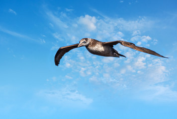 Junger Basstölpel im Jugendkleid fliegt vor schönen Wolkenhimmel