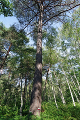 Fototapeta premium chemin de grande randonnée en forêt de Fontainebleau