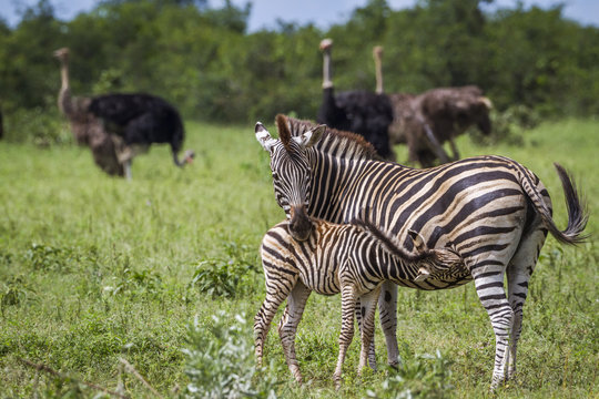 Fototapeta Plains zebra in Kruger National park, South Africa