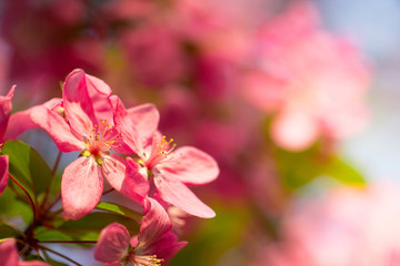 Naklejka na ściany i meble Beautiful pink cherry flower blossom