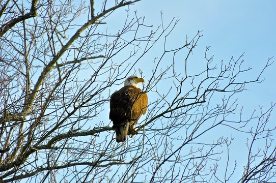 American Bald Eagle Perched On Branch