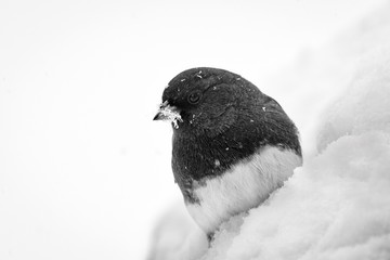 Dark-Eyed Junco sitting in the snow