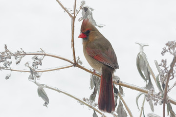 Female Northern Cardinal Perched in ice