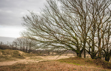 Bare trees and shrubs with winding branches in a Sutch National Park in the winter season