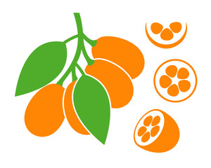 Kumquat set. Isolated kumquat on white background