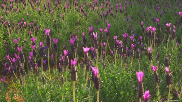 Valender flower feilds in springtime.