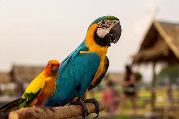 alone, animal, background, beautiful, bird, blue, bright, Calm, close, closeup, color, colorful, cute, feather, field, flowers, green, hill, holiday, hut, isolated, kanchanaburi, lonely, look, looking