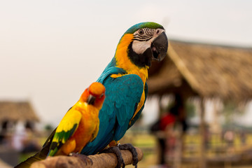 alone, animal, background, beautiful, bird, blue, bright, Calm, close, closeup, color, colorful, cute, feather, field, flowers, green, hill, holiday, hut, isolated, kanchanaburi, lonely, look, looking