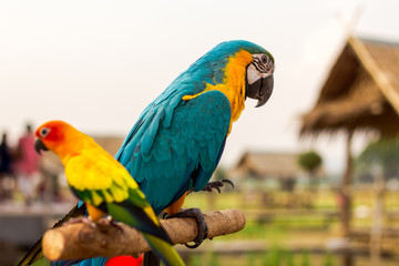 alone, animal, background, beautiful, bird, blue, bright, Calm, close, closeup, color, colorful, cute, feather, field, flowers, green, hill, holiday, hut, isolated, kanchanaburi, lonely, look, looking