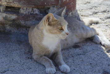 dziki jasno-beżowy kot leży w cieniu
