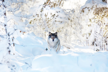 Large wolf standing in beautiful winter forest