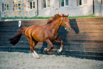 A beautiful stallion is running around free © Елизавета Мяловская
