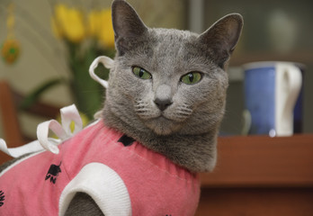 kot rosyjski niebieski w różowym kaftaniku - obrazy, fototapety, plakaty