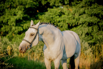 Fototapeta premium Beautiful white stallion posing at sunset