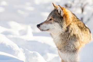 Portrait en gros plan de loup dans le beau paysage d& 39 hiver