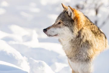 Papier Peint photo autocollant Loup Portrait en gros plan de loup dans le beau paysage d& 39 hiver