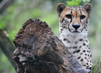 Gepard 