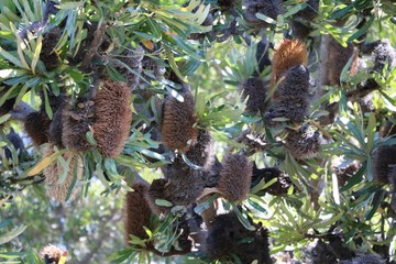 Banksia ashbyi in Western Australia