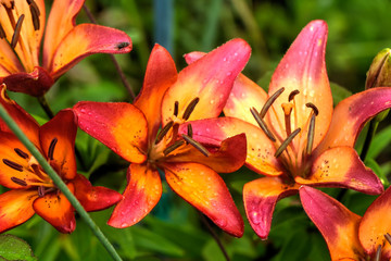 The flower of a decorative lily growing in a summer garden.
