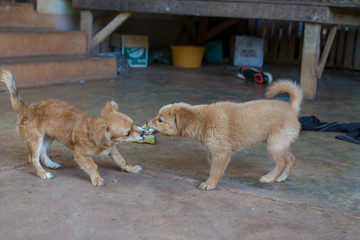 Two dog are playing together