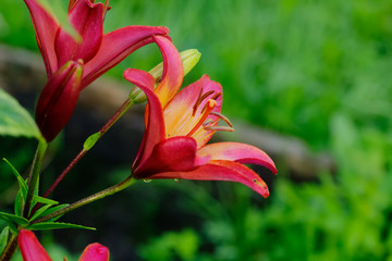 Obraz premium The flower of a red lily growing in a summer garden.