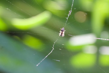 Santa Rosa, California is the largest city in California's Redwood Empire, Wine Country and the North Bay - spider.