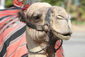 Dromedary Camel on the Street near Jericho. Israel
