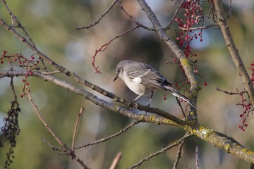 Santa Rosa, California is the largest city in California's Redwood Empire, Wine Country and the North Bay - bird Northern Mockingbird.