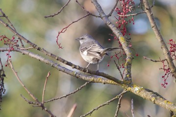 Santa Rosa, California is the largest city in California's Redwood Empire, Wine Country and the North Bay - bird Northern Mockingbird.