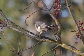 Santa Rosa, California is the largest city in California's Redwood Empire, Wine Country and the North Bay - bird Northern Mockingbird.
