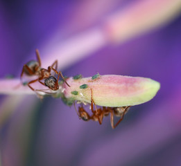 Ants farming and milking green aphids on a leaf in nature on a warm summer day, macro shot with shallow depth of field