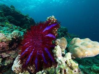 Crown of thorn seastar