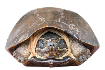Close up of Malayemys Face isolate on white background. 
Malayemys is a genus of turtle.