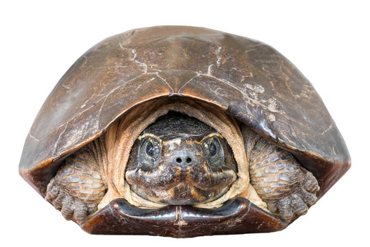 Close up of Malayemys Face isolate on white background. 
Malayemys is a genus of turtle.