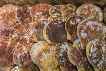 Sea shell clams in water at a fresh market in Otaru, Japan