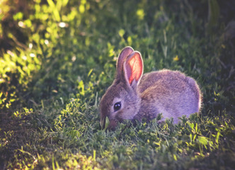 a cute little bunny eating leaves in a local park at sunset with the light shining on its ears