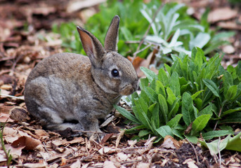 Naklejka na ściany i meble a cute little bunny eating keaves in a local park