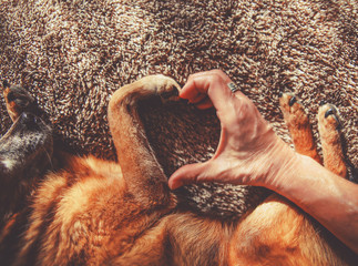 photo of a person and a dog making a heart shape with the hand and paw in natural sunlight with...